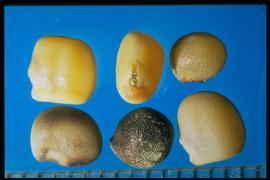  Cyamopsis tetragonoloba.  Seeds are yellow to greenish-tan to black. Photo courtesy of Colorado State University, Department of Soil and Crop Sciences.